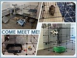 Cat Cages Indoor Enclosure DIY Cat Playpen Catio Detachable Metal Wire Kennels Cats Crate Large Extra Exercise Place Ideal for 1 Cat,35.4 Inches