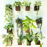 Wood Planter Box for Plants (6 Pack, 4X4 Inch) Small Square Wooden Wall Planters for Indoor Plant, Hanging Window Flower Boxes Herb Planter Table Centerpiece Modern Home Garden Office Decor