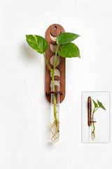 Moon Phase Wall Plant Propagation Station with Glass Tube