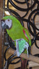 12 Pack Mini Sneaker Parrot Foot Toys – Bird Cage Play Toys